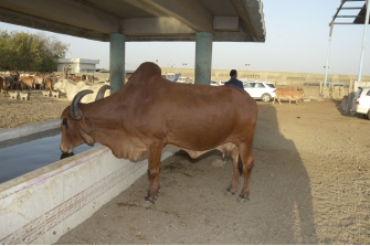 Jai Sardar Gaushala